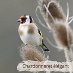 Oiseau du Mémo photo des oiseaux du Lot et d'Occitanie