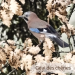 Oiseau du Mémo photo des oiseaux du Lot et d'Occitanie