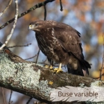 Oiseau du Mémo photo des oiseaux du Lot et d'Occitanie