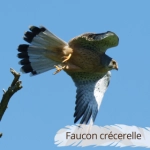 Oiseau du Mémo photo des oiseaux du Lot et d'Occitanie