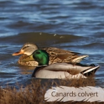 Oiseau du Mémo photo des oiseaux du Lot et d'Occitanie