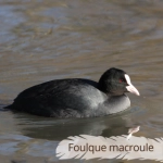 Oiseau du Mémo photo des oiseaux du Lot et d'Occitanie