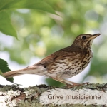 Oiseau du Mémo photo des oiseaux du Lot et d'Occitanie