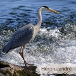 Oiseau du Mémo photo des oiseaux du Lot et d'Occitanie