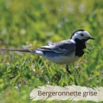 Oiseau du Mémo photo des oiseaux du Lot et d'Occitanie