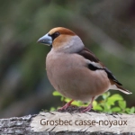 Oiseau du Mémo photo des oiseaux du Lot et d'Occitanie