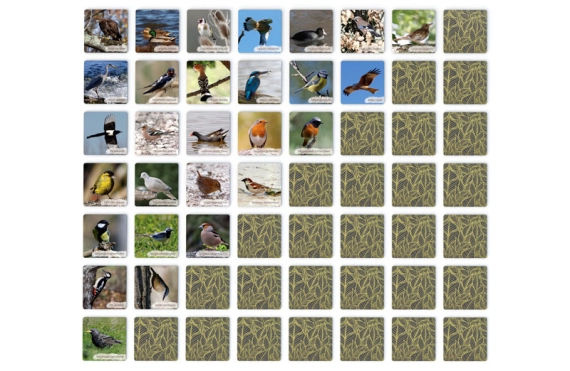 Ensemble des 56 cartons du Mémo photo des oiseaux du Lot et d'Occitanie